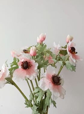 靓靓银莲手捧中国白头翁一枝蓝色娟花1