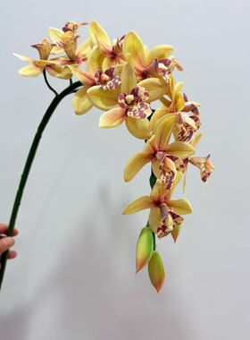 手感小蕙兰仿真花假花婚庆插花家居装饰拍摄道具3D打印保湿蕙兰花