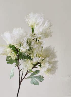 靓插花室内中国草枝白植毛1