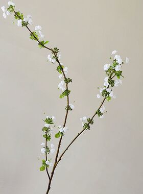 靓雪球室内中国绣球枝白娟1