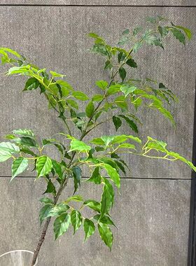 仿真绿植假花漆木树叶长枝紫藤叶落地客厅装饰花卉北欧香椿树叶摆