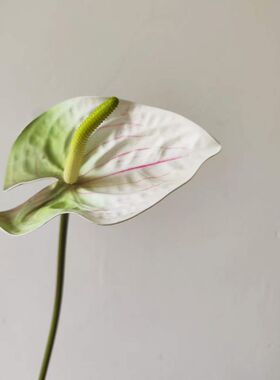 软装配材EVA大红掌手感火鹤掌仿真花大荷叶海芋南美生态绿植装饰