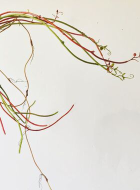 仿真树藤 室内插花装饰植物干枝树藤 户外塑料枯藤仿真干树枝垂枝