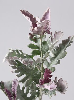 靓银叶菊手捧中国配花一枝白毛1