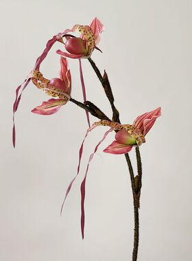 靓插花景观中国兰花枝紫娟花1