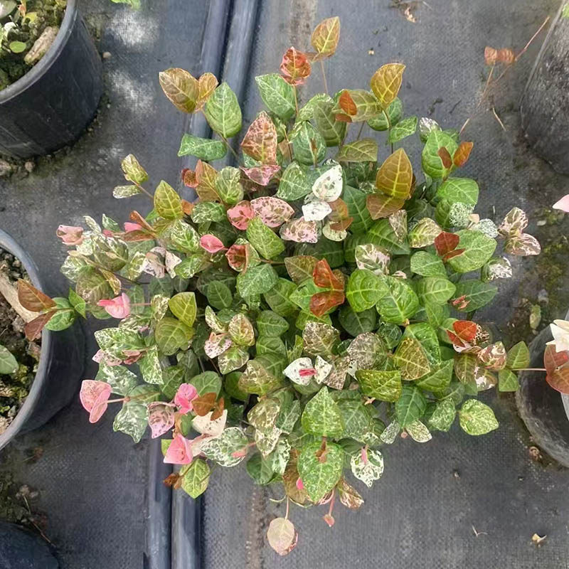 花叶络石常绿好养观叶垂吊植物阳台室内盆栽苗耐热阴藤蔓彩叶络石,淘宝优惠券,粉丝福利购,淘宝优惠卷