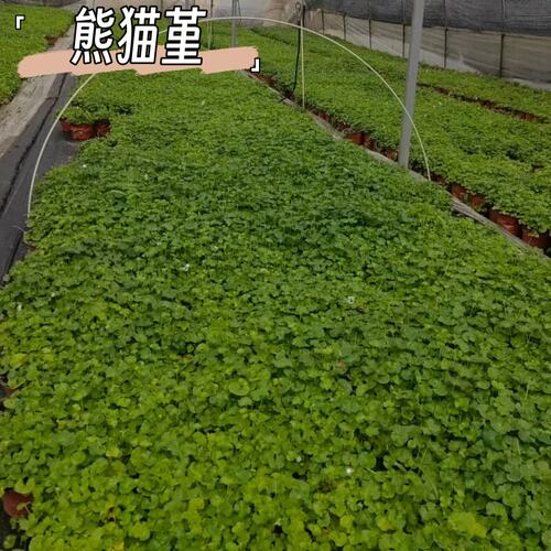 熊猫堇稀有多年生地被植物庭院阳台耐阴开花垂吊好养花镜植物成都 - 图1