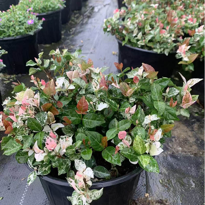 花叶络石常绿好养观叶垂吊植物阳台室内盆栽苗耐热阴藤蔓彩叶络石,淘宝优惠券,粉丝福利购,淘宝优惠卷