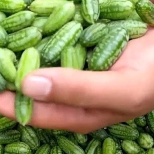 特色拇指西瓜鲜果新鲜迷你网红绿瓢小西瓜佩普基诺水果现摘1斤,淘宝优惠券,粉丝福利购,淘宝优惠卷