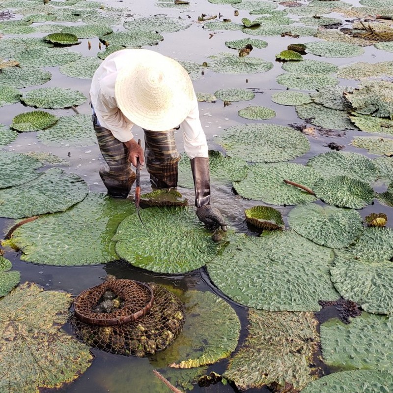 潮州山哥新鲜生芡实潮汕特产东凤镇农家自产商用白芡实甜品鸡头米 - 图0