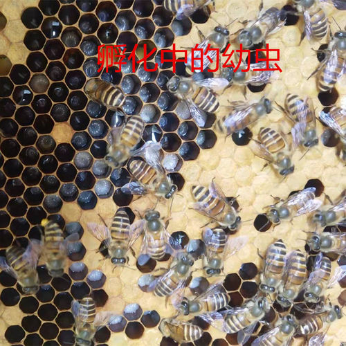 蜂具蜂药中囊灵中蜂囊状幼虫病药烂子灵中囊抗体蜜蜂药绿源种蜂场 - 图0