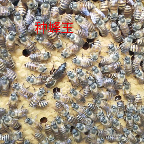 蜂具蜂药中囊灵中蜂囊状幼虫病药烂子灵中囊抗体蜜蜂药绿源种蜂场 - 图2