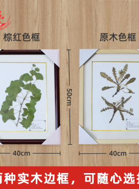 厂家直销中草药植物腊叶标本画