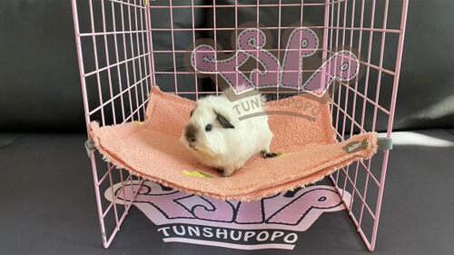 TSPP【挂毯】豚鼠婆婆荷兰猪宠物垫玩具垫 - 图2