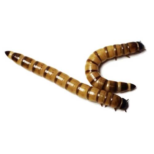 大麦虫活虫500g鲜活面包虫黄粉虫金龙鱼饲料活体画眉鸟八哥食虫子 - 图3