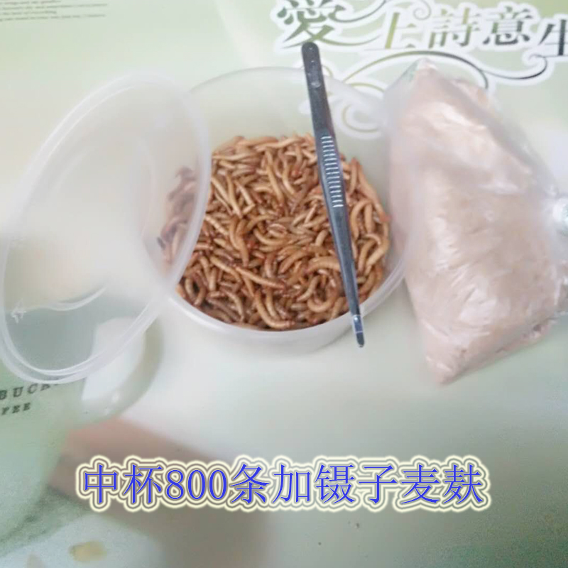 盒装面包虫活体黄粉虫活虫鸟食鱼饲料画眉鸟仓鼠鲜活大麦虫包邮-图0