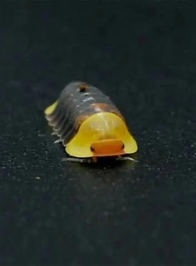 鼠妇活虫宠物潮虫子西瓜虫桌面景观 鸭仔奶牛爬宠学生物实验观察