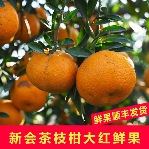 新会天马新鲜小青柑圈枝陈皮东甲二红皮大红皮鲜果果皮桔子皮柑果 - 图0
