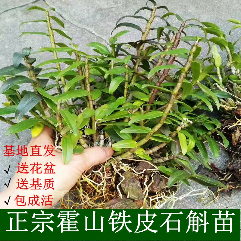 正宗霍山铁皮石斛种苗盆栽室内盆景绿植易养石斛兰花苗米斛苗花卉