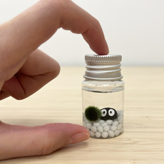 Водоросли мяч 海藻球随身瓶马里莫生态瓶迷你桌面微景观情绪稳定植物生日小礼物 Micro garden