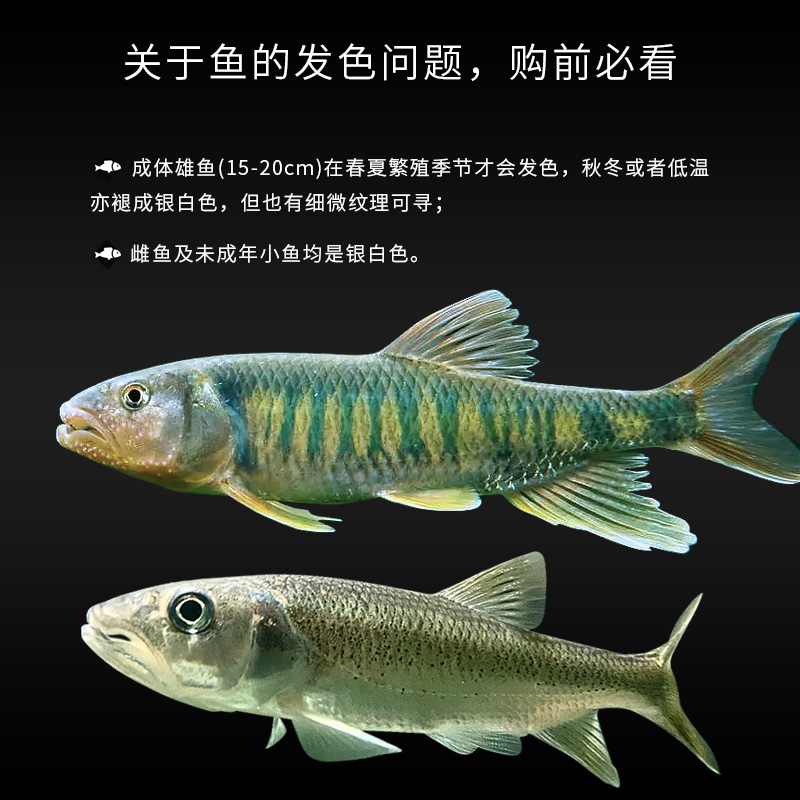 马口鱲原生小型河鱼长鳍鱲冷水淡水不加温观赏鱼活体桃花溪流花杈_虎窝淘