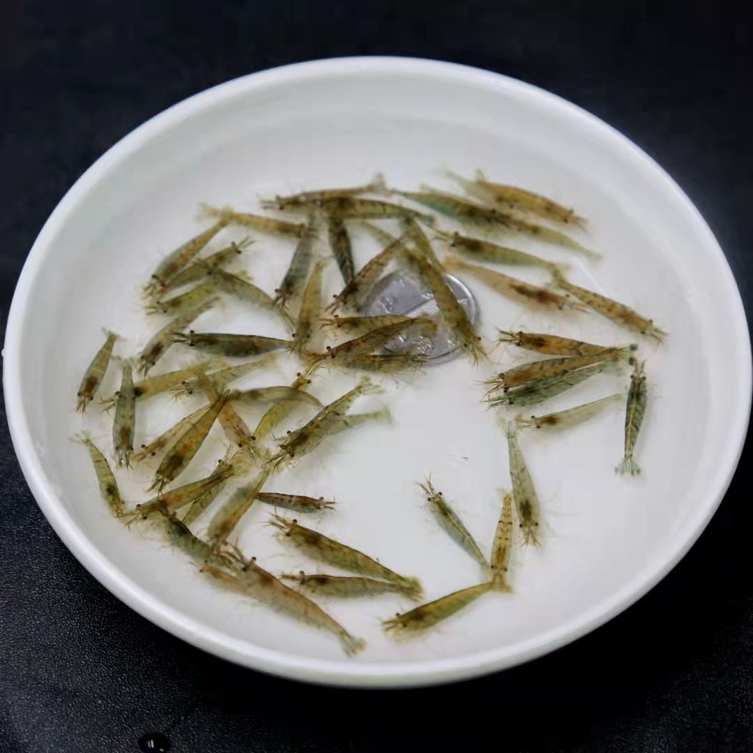 黑壳虾除藻虾草虾工具虾黑客虾宠物虾清洁虾活体草缸除藻虾买就送-图2