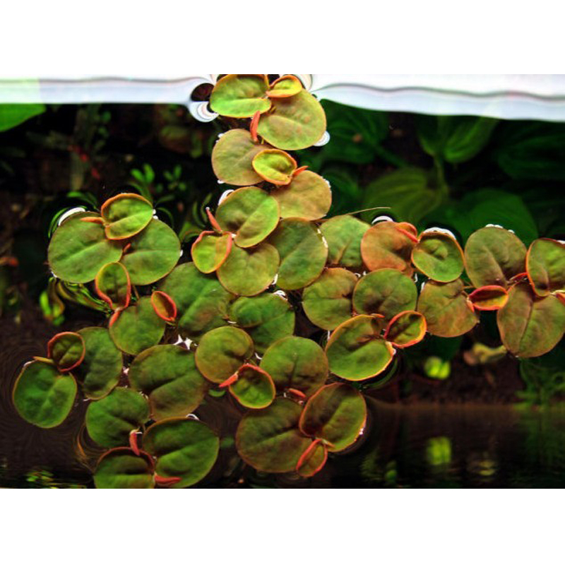 浮萍水草浮性草除NO3净化水质水芙蓉红毛丹圆心蝴蝶迷你叶小圆叶 - 图3