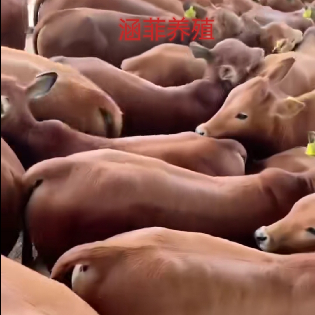 利木赞牛牛犊 小牛出售 家养肉牛牛犊 - 图2