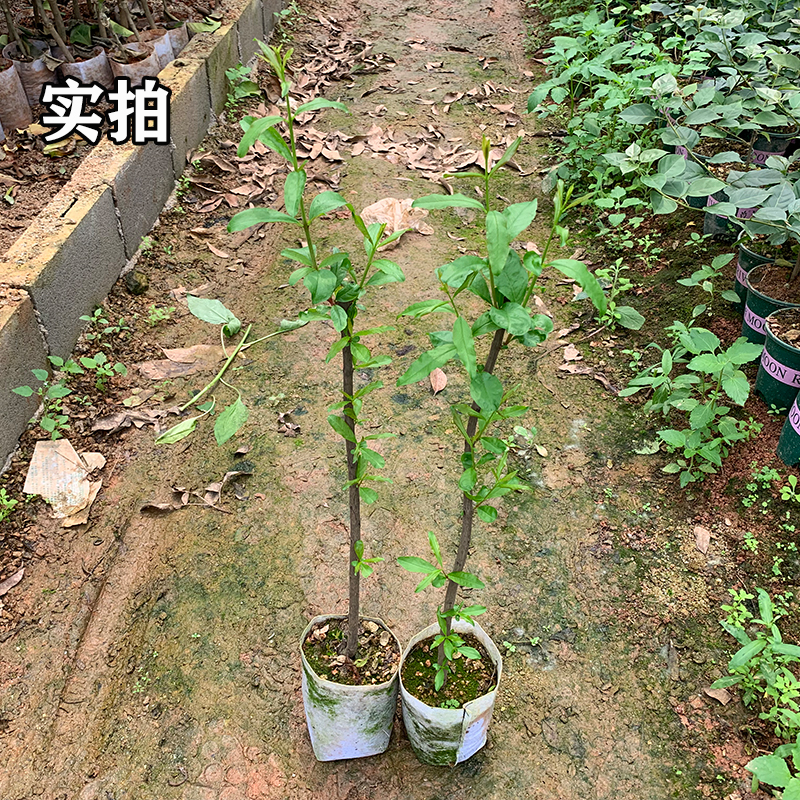 石榴树苗带土带叶大果突尼斯软籽石榴树南北方种植庭院盆栽果树苗 - 图3