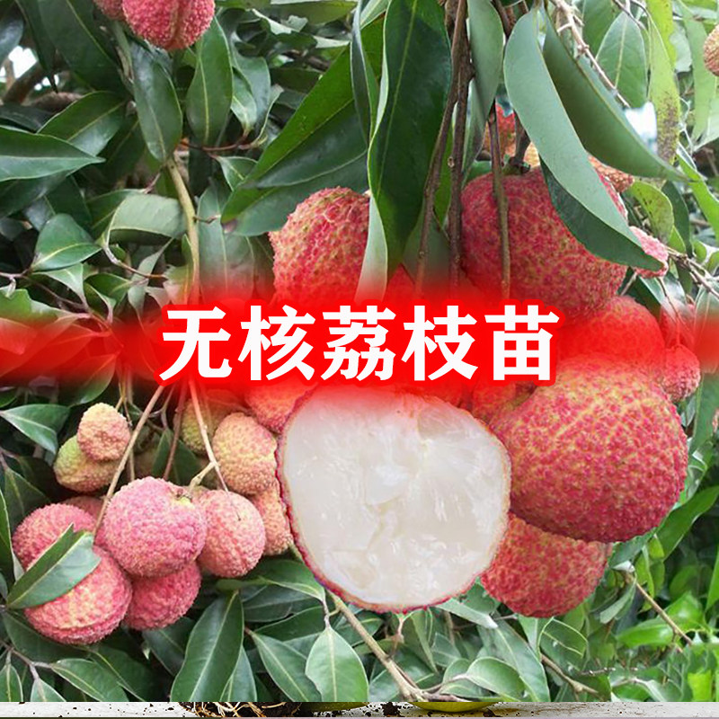 新品种无核荔枝苗带土带叶嫁接桂味盆栽地栽仙进奉早熟南方果树苗_虎窝淘