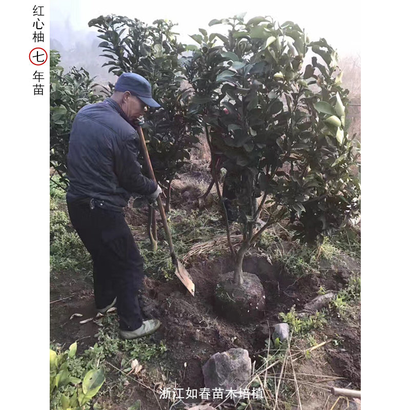 树苗基地直销嫁接玉环文旦白心柚子红心蜜柚子果树苗蜜柚新品种,淘宝优惠券,粉丝福利购,淘宝优惠卷