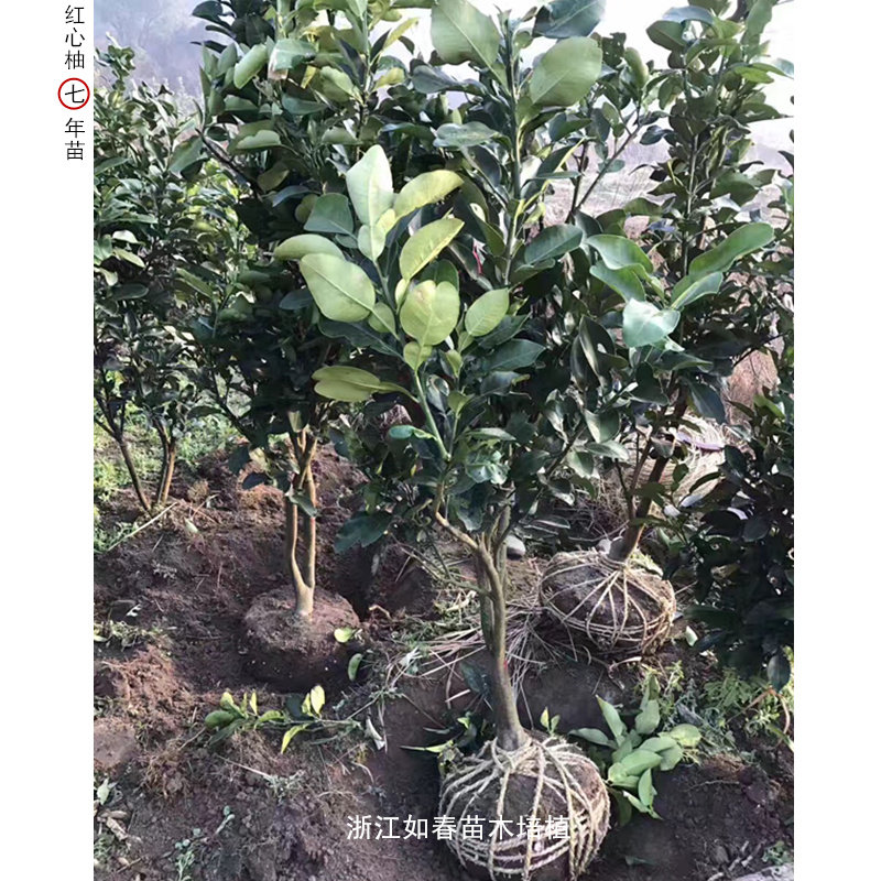 树苗基地直销嫁接玉环文旦白心柚子红心蜜柚子果树苗蜜柚新品种,淘宝优惠券,粉丝福利购,淘宝优惠卷