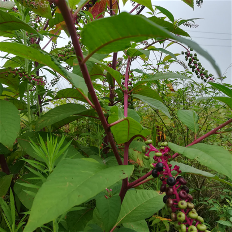 纯天然新鲜商陆500克 见肿消章柳根牛大黄山红人参新鲜中药材现挖 - 图3