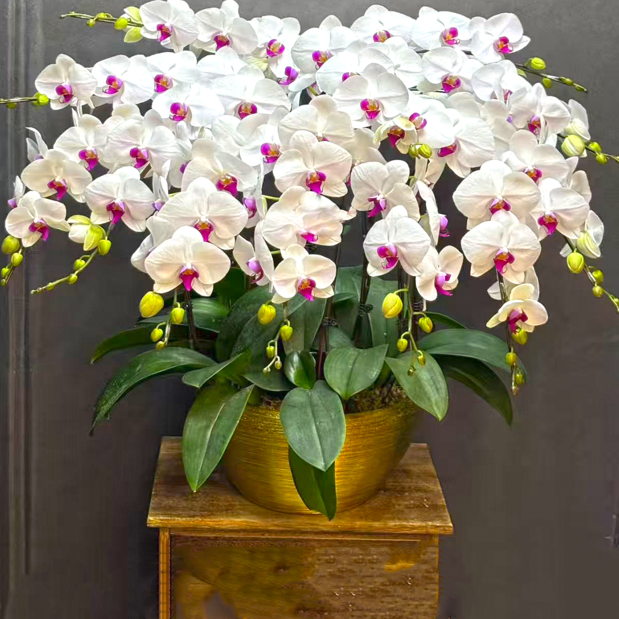 上海同城蝴蝶兰室内盆栽带花特级家居展厅开业升迁生日礼品 - 图2