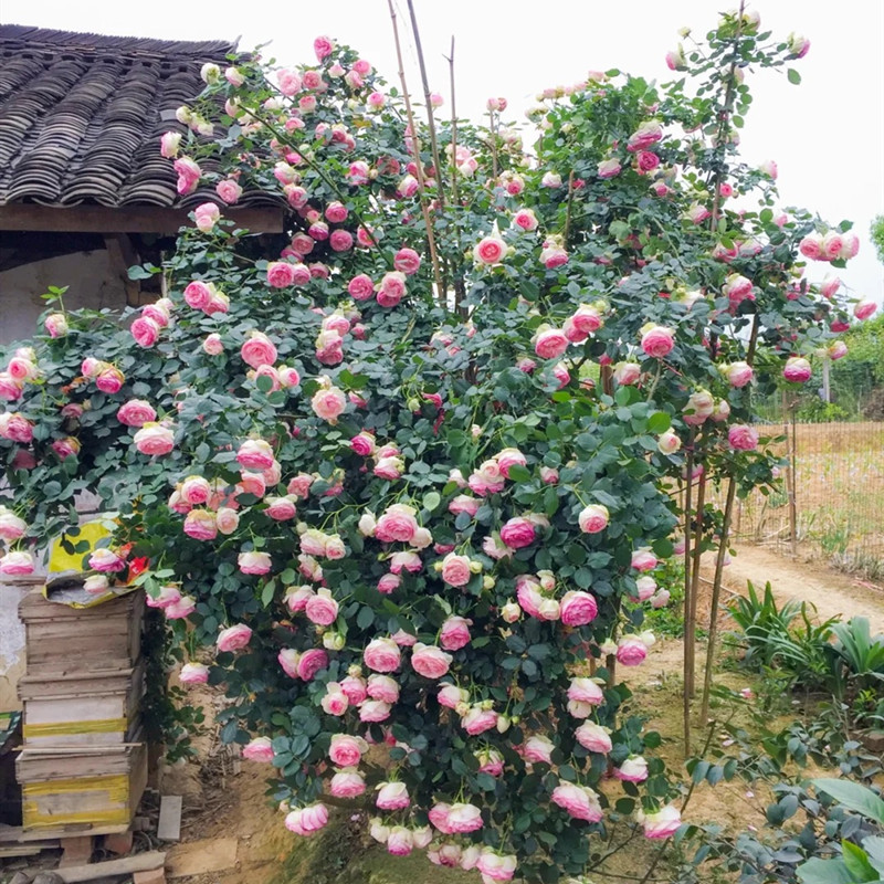 粉色龙沙宝石爬藤月季四季开花庭院大苗欧藤本特大花浓香蔷薇花苗 - 图2