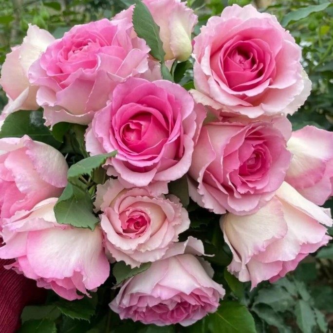 无刺爬藤蔷薇花罗伊浓香特大花四季藤本勤开月季罗衣庭院阳台花墙,淘宝优惠券,粉丝福利购,淘宝优惠卷