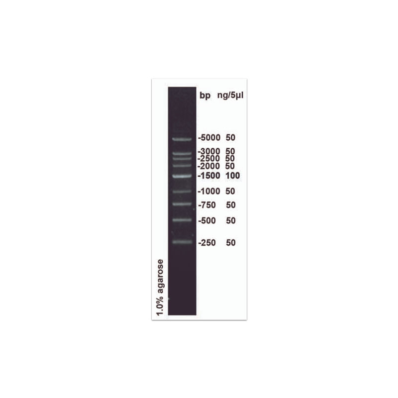 250bp DNA Marker ladder(250-5000bp) 100T[PH0014 PHYGNE]-图3