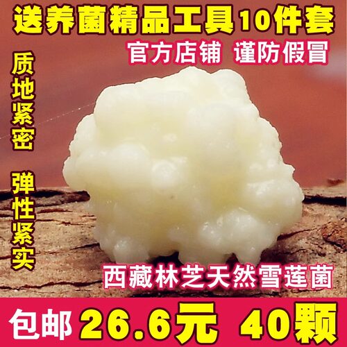 西藏雪莲菌种藏灵菇菌天山雪莲菌开菲尔酸奶菌发酵菌kefir食用菌 - 图3
