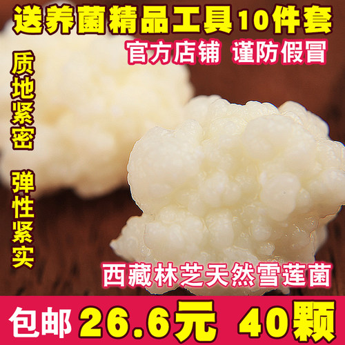 西藏雪莲菌种藏灵菇菌天山雪莲菌开菲尔酸奶菌发酵菌kefir食用菌 - 图0