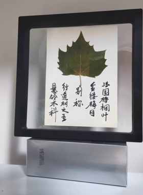 自然印记礼盒树叶手工唯美植物标本干草叶教学材居家装饰摄影背景