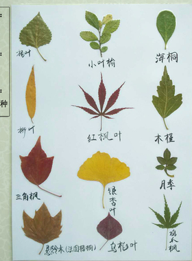 花草颂干树塑封认知教学背景叶子