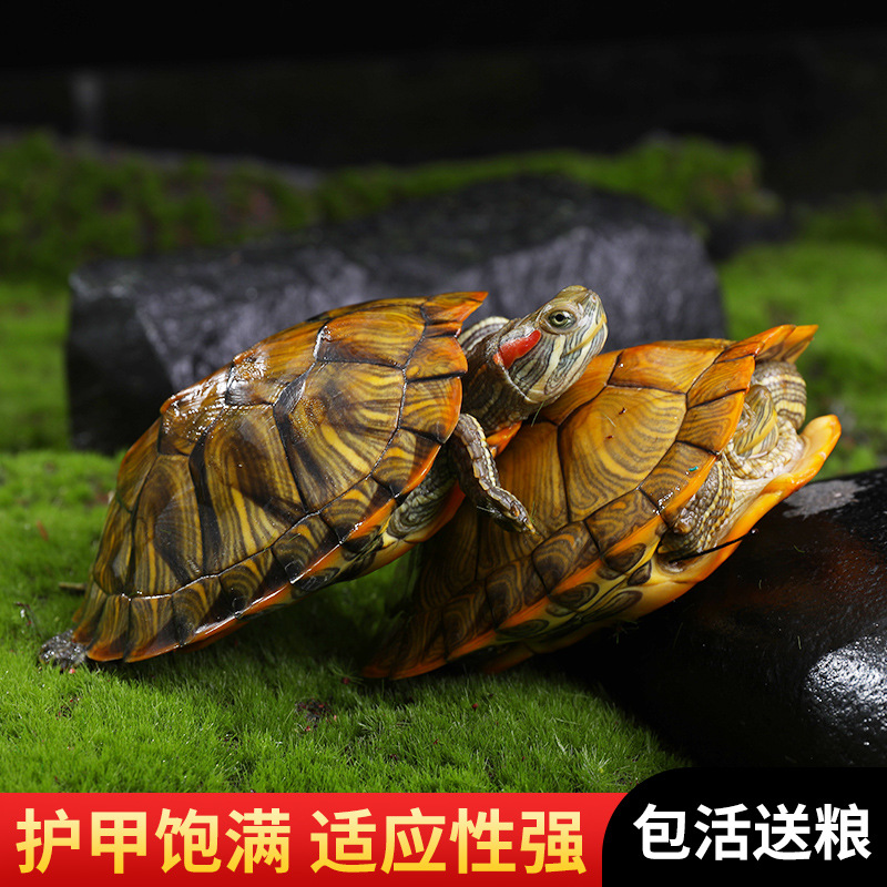 情侣巴西龟小乌龟活物幼龟观赏龟长寿龟两只招财宠物龟活体大水龟-图0