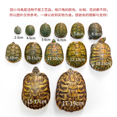 观赏小乌龟活物杂食半水栖家养长寿龟宠物龟苗来招财巴西龟长命龟 - 图3
