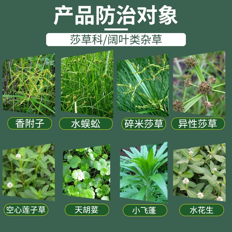 坪安镢莎 高羊茅黑麦草结缕草狗牙根草坪除阔叶杂草 莎草 除草剂 - 图2