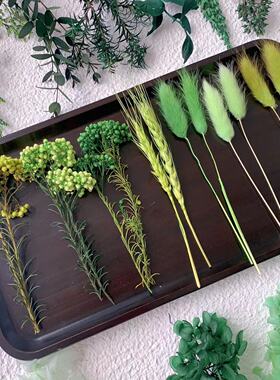 绿色永生花植物大全干花DIY材料