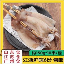 Squid plate string 150g * 10 Seafood Commercial nourishing iron plate Packaging Frozen Aquatic Barbecue Ingredients Semi-finished Products