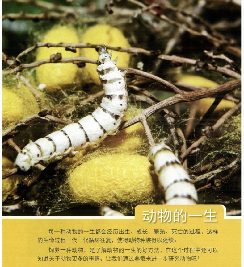 虎斑蚕图片,图片,图片就这样_大山谷图库