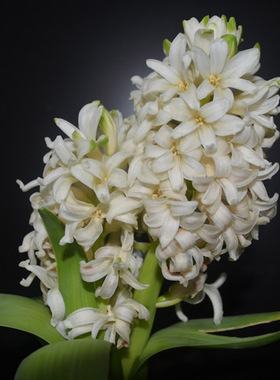 花卉植物摄影漂亮海报装饰画