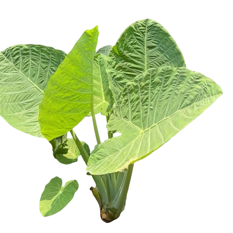 正宗象耳芋巨型大叶野芋盆栽北欧室内阳台好养绿植网红院子可水培,淘宝优惠券,粉丝福利购,淘宝优惠卷