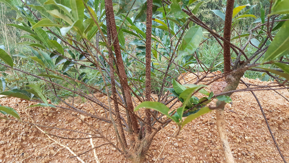 广西中药材 羊 角 拗  羊角扭  鲜品全株